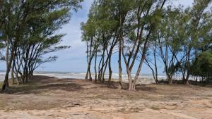 a row of trees on a beach next to the ocean at Casa da vó in Jaguaruna
