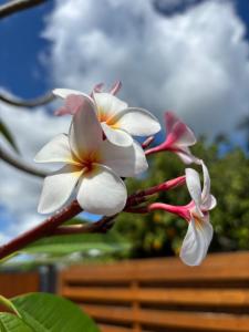 two white and pink flowers on a plant at Le Frangipanier Cozy Bungalow in Le Moule