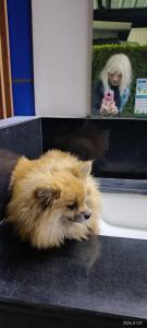 a small dog sitting on a counter in front of a mirror at Love in Ban Khlong Chorakhe