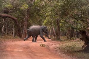 an elephant crossing a dirt road in the forest at wilpattu lake nest in Horuwila +21 photos