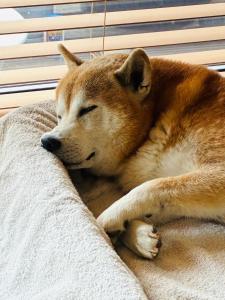 a brown dog laying on a couch sleeping at HIKE Hayama愛犬と過ごす葉山のマウンテンビュー大人定員4名 in Hayama