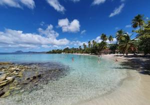 a beach with palm trees and people in the water at T3 climatisé avec terrasse proche plages in Rivière-Pilote