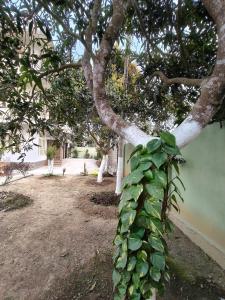 a tree with a bunch of green leaves on it at Prashaanti in Guwahati