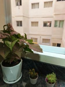 a potted plant on a window sill with a building at Elephant Lounge in Santa Cruz de la Sierra +4 photos