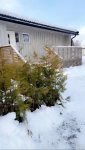 a christmas tree in the snow in front of a house at Gardermoen Airport, 5Min in Sand