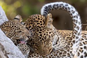 two leopards are standing next to each other at Msandile River Lodge in Kakumbi