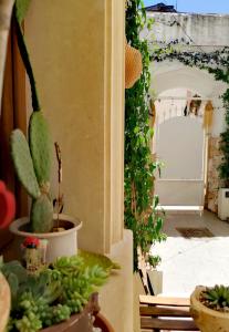 a room with a bunch of cactuses and plants at Nanà Maison in Nardò