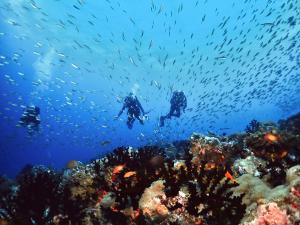 two people swimming over a coral reef with fish at Afro Divers Lodge in Miperani