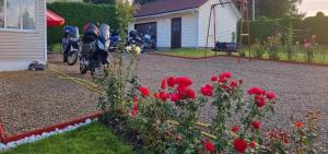 a group of red flowers in a yard next to a house at Zielona Żabka in Polańczyk