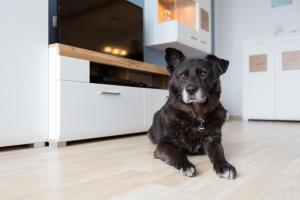 a black dog sitting on the floor in a kitchen at Lechsee Lodge - Haus Bergliebe Nr 4 in Lechbruck