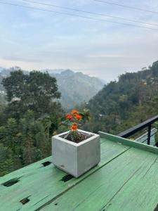 a flower in a box on top of a roof at Bethel Ella in Ella +51 photos