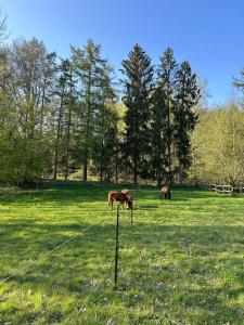 two horses grazing in a field of green grass at L'Agolum - B&B Baisy-Thy in Genappe +2 photos