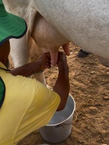 a man is drinking from a bucket next to a cow at Ecohotel La Reserva in Piojó