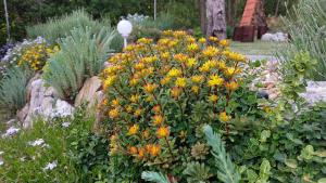 a bunch of yellow and orange flowers in a garden at Faluvégi Vendégház in Cserépváralja