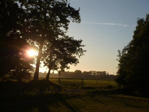 a tree in a field with the sun behind it at Le Chalet de Seb in Ingouville