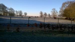 a group of horses in a field in a field at Le Chalet de Seb in Ingouville