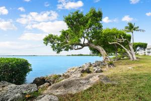 a tree on the shore of a body of water at 5035 "Villa del Sol"- Amazing Sunset Views! 2bed 3bath in Duck Key