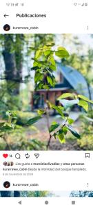 a page of a website with a picture of a plant at Cabañas bosque sur in Curarrehue