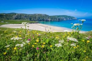 a field of flowers with a beach in the background at Pabbay House in Back