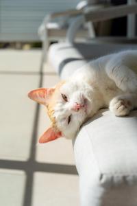 a white cat laying on the arm of a couch at The View, Albany Holiday House in Albany