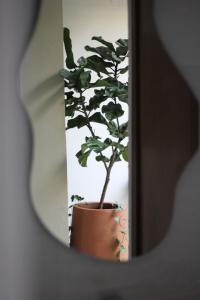 a potted plant in a pot in a mirror at Casa Mestiza in Guadalajara +86 photos