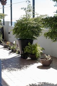 a group of potted plants sitting on a patio at Hotel Punto Oriente Tonala in Tonalá