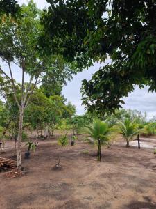 a group of trees in a dirt field at Casa de pedra in Prado