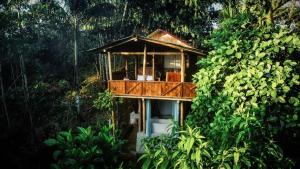 a tree house in the middle of a forest at Toucan Lodge Amazon Rainforest Retreat in Tarqui