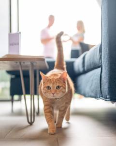 an orange cat walking next to a table at HOMA Cherngtalay Phuket in Bang Tao Beach
