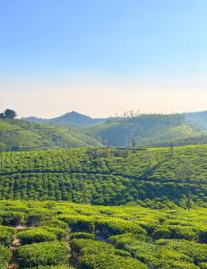 a field of tea plantations with hills in the background at Budget Appartments Thekkady in Thekkady
