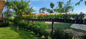 a row of plants in a garden with a dog at Bungbakha Homestay in Singtām +15 photos