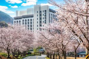 a row ofakura trees in front of a building at KensingtonResort JirisanHadong in Hadong