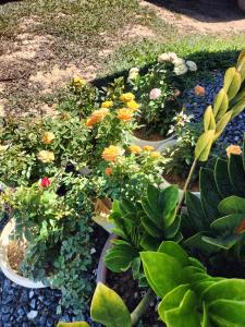 a group of potted plants in pots on the ground at Baan Seaview Sunset in Ko Lanta