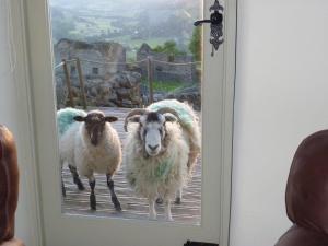 two sheep are standing outside a door at Birkend Farmhouse in Feetham +17 photos