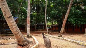 a bird standing next to a group of palm trees at Farm Shaala in Tiruttani