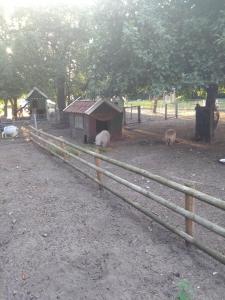 a group of animals laying around a fence at Darpvenner Diele in Ostercappeln