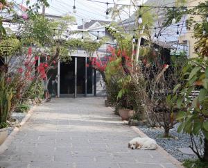 a dog laying on the ground in a garden at Trạm Chill Homestay in Khu Chi Lăng +18 photos