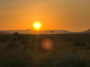 a sunset in the african savanna with a lone tree at Mara oasis in Mara Simba