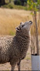 a sheep is standing next to a tree at Valle de la Luna in Tandil