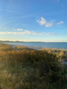 a beach with a field of flowers and the ocean at Huset ved stranden in Nykøbing Sjælland +12 photos