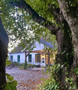 a view of a white house through a tree at Nygaard Livsnyderi in Læsø