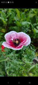a pink flower with a bee in the middle at Pranalay HS Warm and Cozy in Tezpur