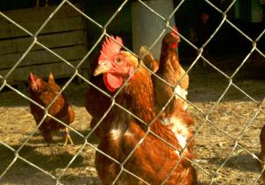 Animales en the country house o alrededores