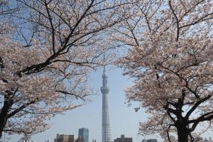 auckland tower seen throughakura trees in a city at Hikari-Private House in Tokyo +64 photos