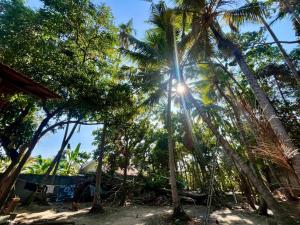 a group of palm trees on the beach at Farmhouse Homestay in Negombo +19 photos
