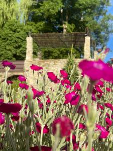 a field of red flowers in front of a bench at Bel Esprit - Chambres d'hôtes in Kalhausen