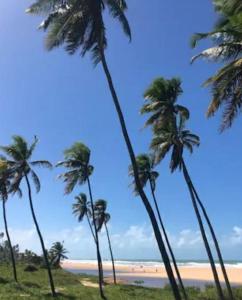 a group of palm trees on the beach at Casa Mobiliada - Praia Imbassaí in Imbassai