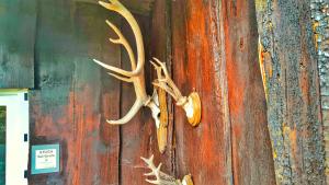 a pair of antlers hanging on a wall at Finnhütte bei GRETA in Marl