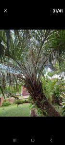 a palm tree in a field of grass at Loft centro do universo in Arroio do Sal +5 photos