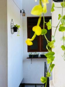 a plant with yellow flowers in front of a window at Dreamy Homestay in Anuradhapura